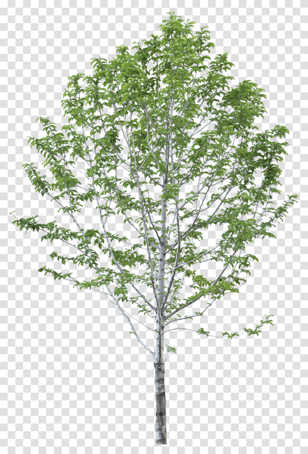 Jacaranda, Tree, Plant, Cross Transparent Png