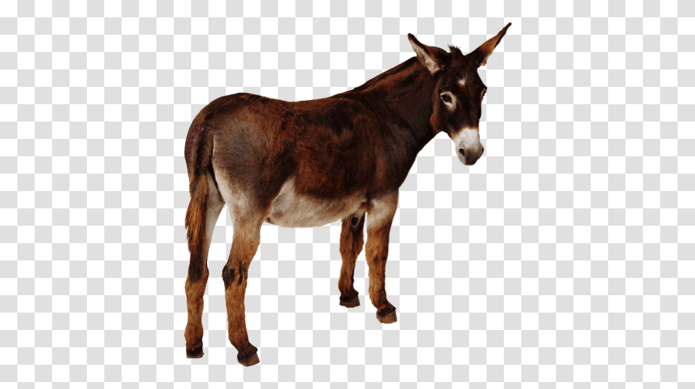 Jack Free Download Donkey, Mammal, Animal, Horse, Antelope Transparent Png