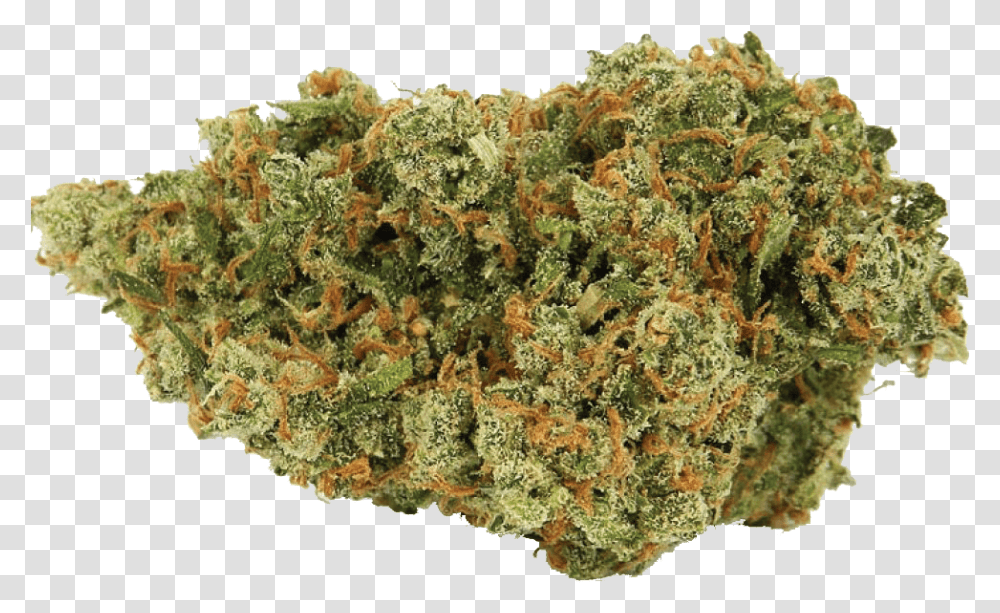 Jack Herer Cannabis Nug Jack Herer Sativa, Plant, Weed, Vegetation, Moss Transparent Png