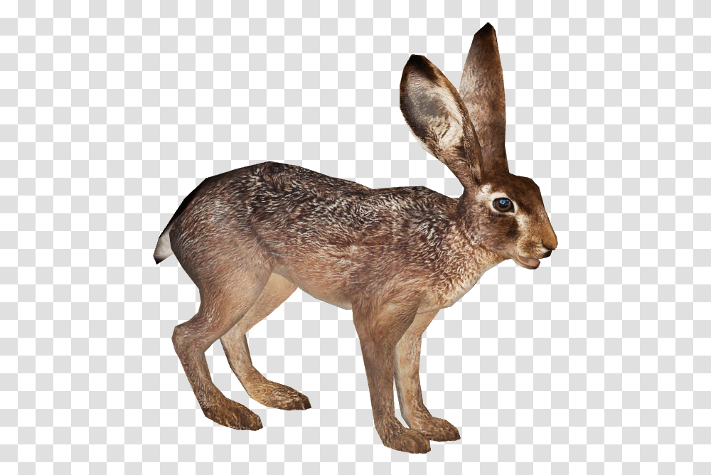 Jack Rabbit Rabit Black Tailed Jackrabbit, Antelope, Wildlife, Mammal, Animal Transparent Png