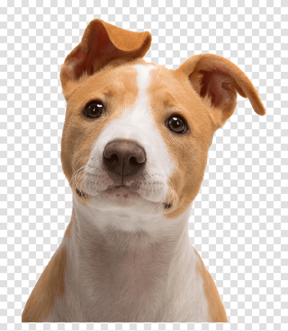 Jack Russell Terrier Bull Terrier Puppy Cute Dog Face, Pet, Canine, Animal, Mammal Transparent Png