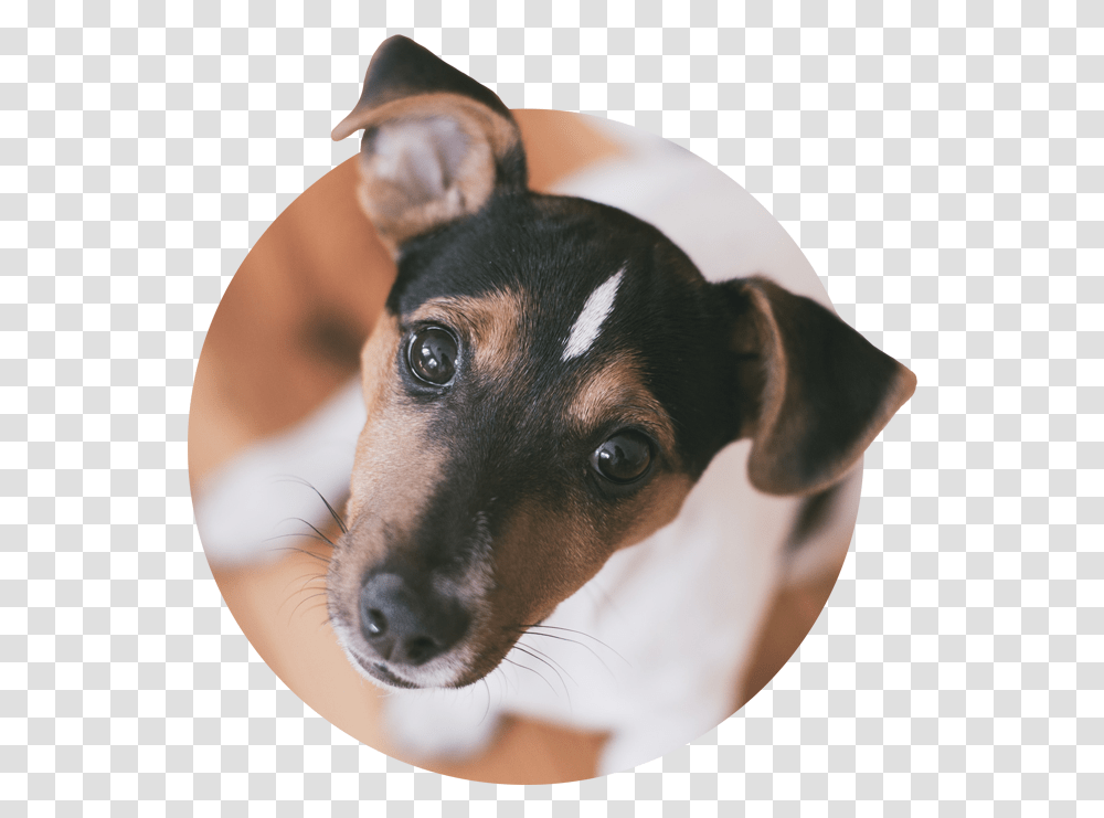 Jack Russell Terrier, Dog, Pet, Canine, Animal Transparent Png