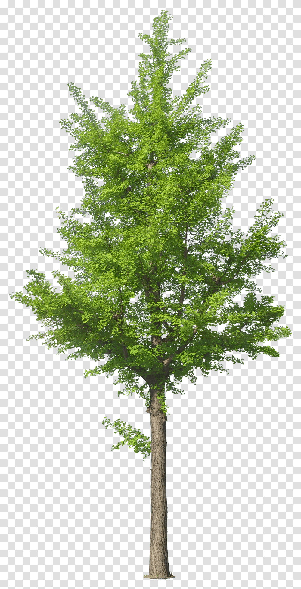 Jack Tree Free Download Tree Front View Transparent Png