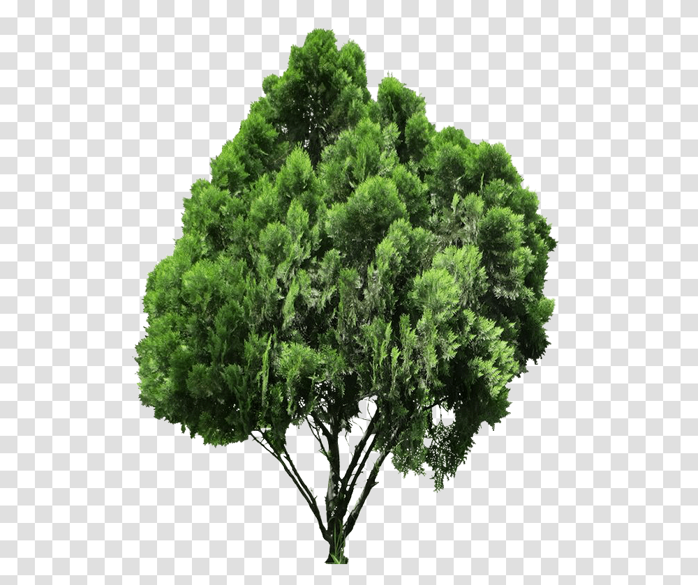 Jack Tree High Quality Image Plan Tree For Photoshop, Bush, Vegetation, Plant, Conifer Transparent Png