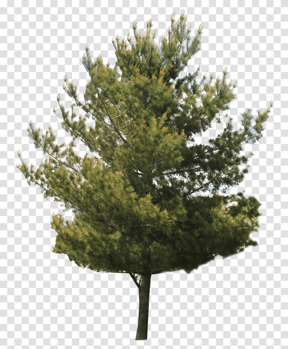 Jack Tree Images, Plant, Water, Nature, Outdoors Transparent Png