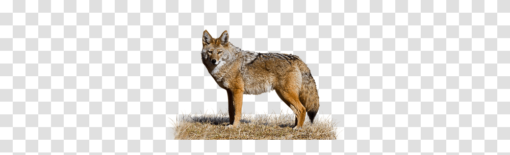 Jackal, Animals, Coyote, Mammal, Canine Transparent Png