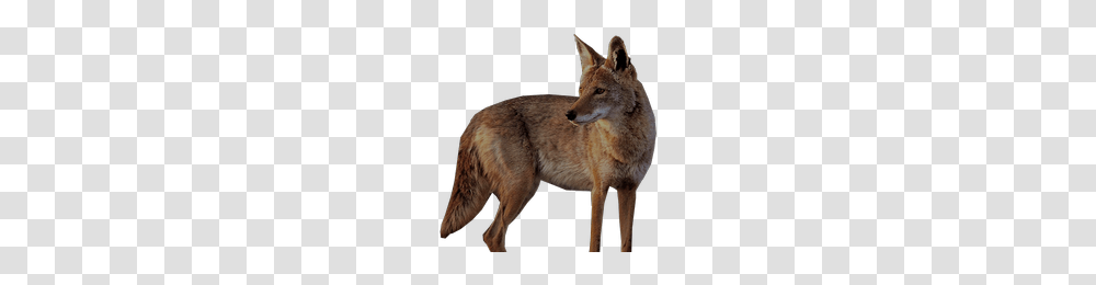 Jackal, Animals, Coyote, Mammal, Canine Transparent Png