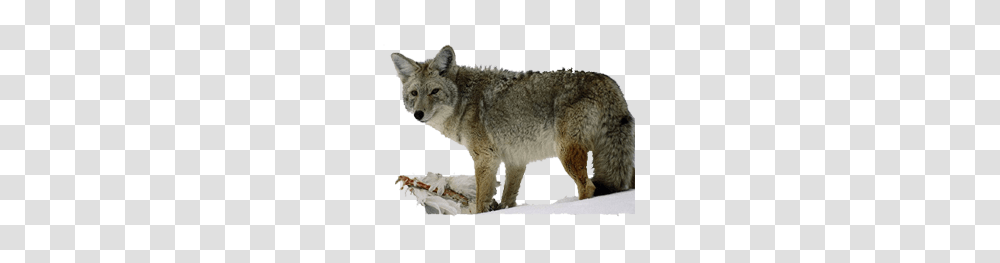 Jackal, Animals, Coyote, Mammal, Canine Transparent Png