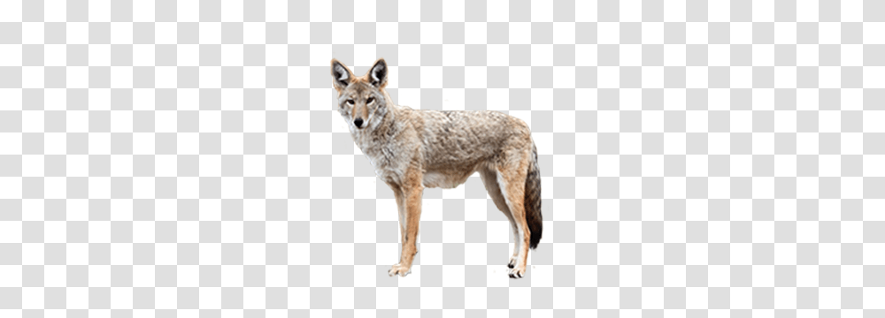 Jackal, Animals, Coyote, Mammal, Dog Transparent Png