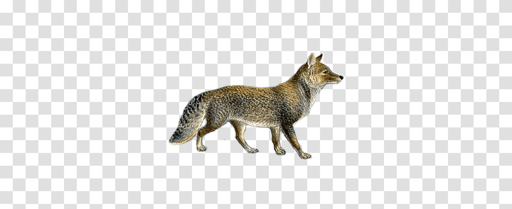 Jackal, Animals, Coyote, Mammal, Fox Transparent Png