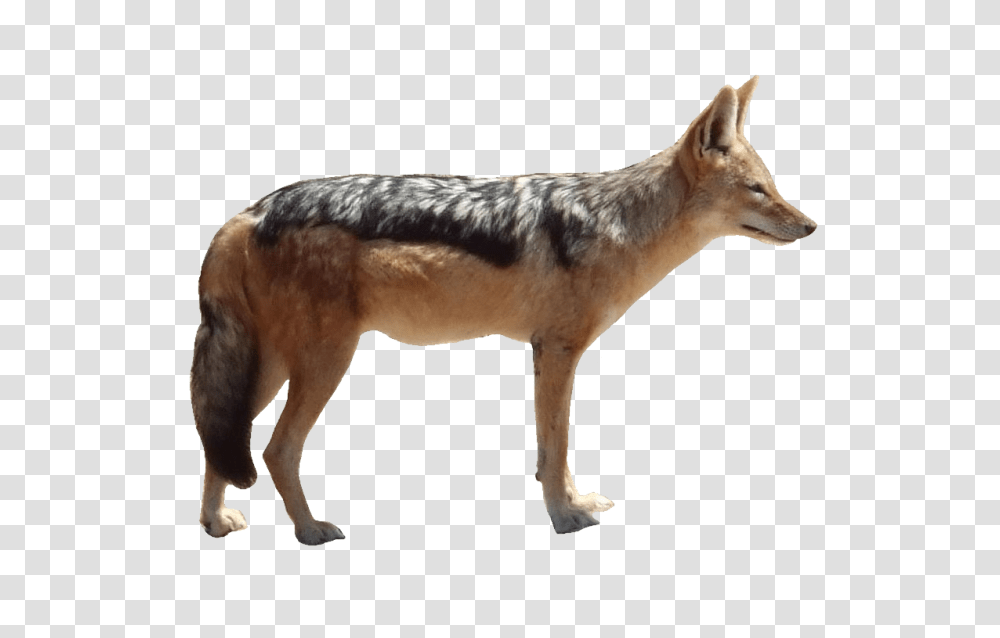 Jackal, Animals, Coyote, Mammal, Fox Transparent Png