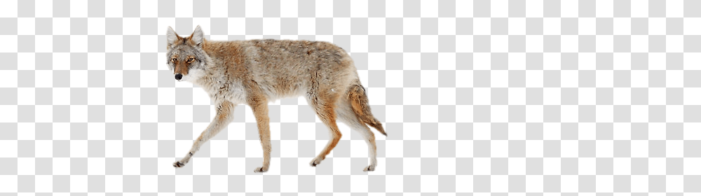 Jackal, Animals, Coyote, Mammal, Red Wolf Transparent Png