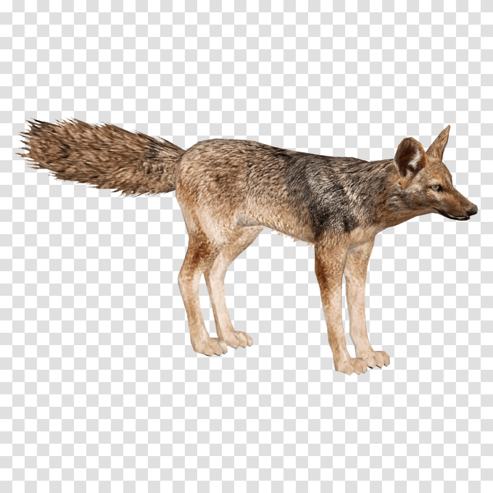 Jackal, Animals, Coyote, Mammal, Red Wolf Transparent Png