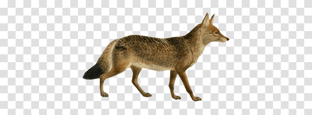 Jackal, Animals, Coyote, Mammal Transparent Png