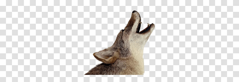Jackal, Animals, Coyote, Mammal, Wolf Transparent Png