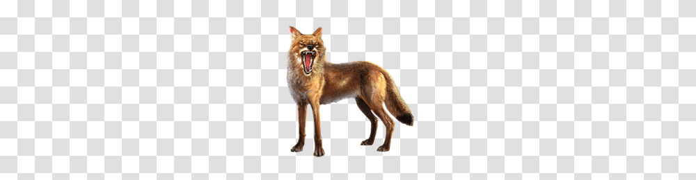 Jackal, Animals, Coyote, Mammal, Wolf Transparent Png