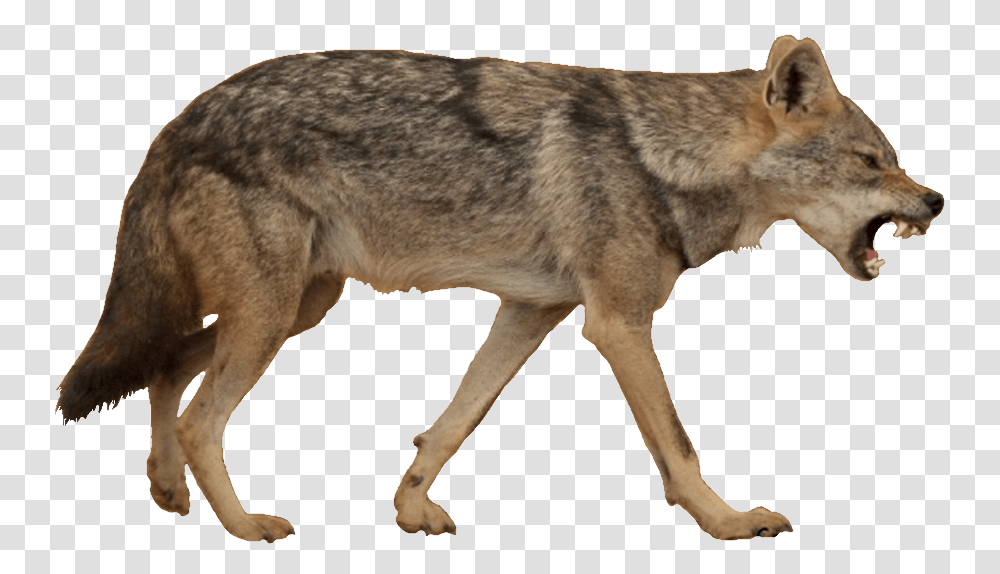 Jackal, Animals, Coyote, Mammal, Wolf Transparent Png