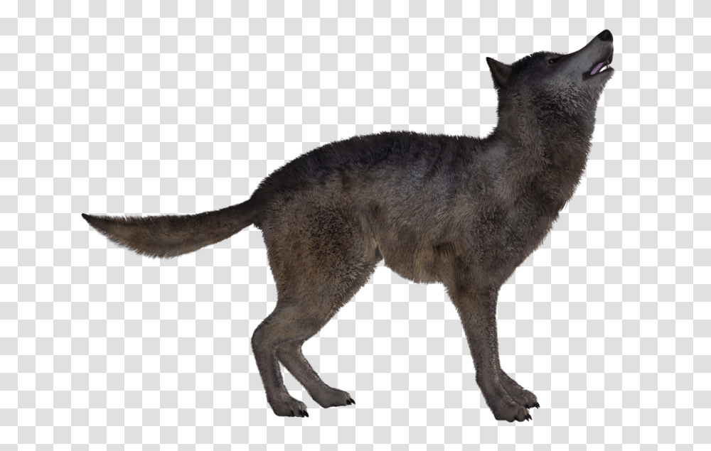 Jackal, Animals, Wolf, Mammal, Coyote Transparent Png