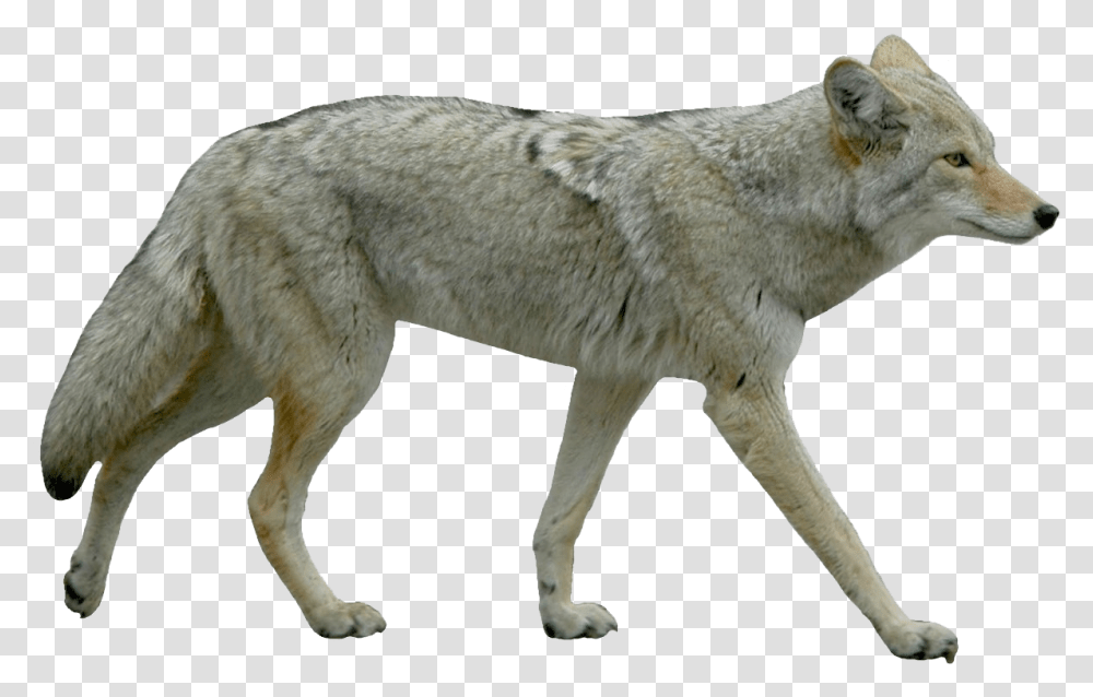 Jackal Background Coyote, Wolf, Mammal, Animal, Dog Transparent Png