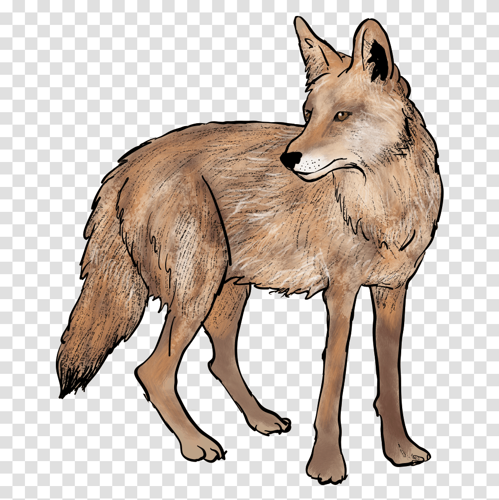 Jackal Coyote Coyote Clipart, Mammal, Animal, Horse, Wolf Transparent Png