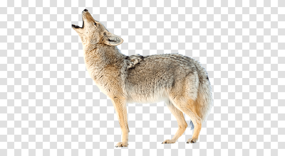 Jackal Coyote Coyote, Mammal, Animal, Sheep, Wolf Transparent Png