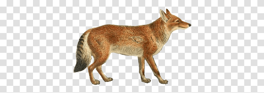 Jackal, Coyote, Mammal, Animal, Canine Transparent Png