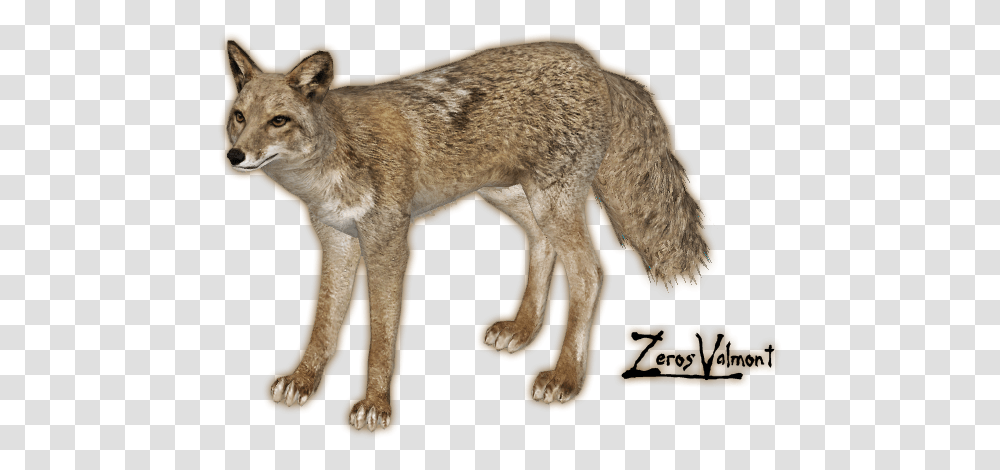 Jackal Coyote, Mammal, Animal, Wolf, Dog Transparent Png
