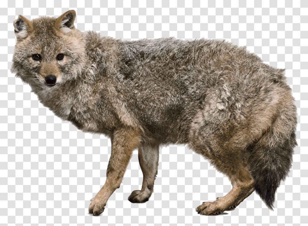 Jackal Free Image Download Jackal The Animal, Coyote, Mammal, Wolf, Red Wolf Transparent Png