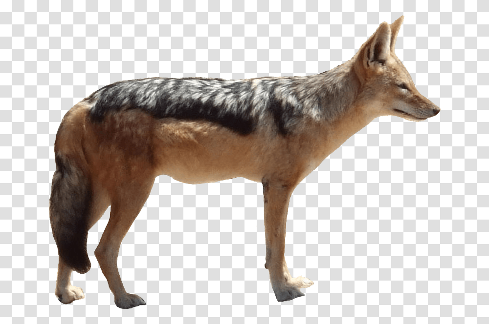 Jackal Free Pic, Coyote, Mammal, Animal, Wolf Transparent Png