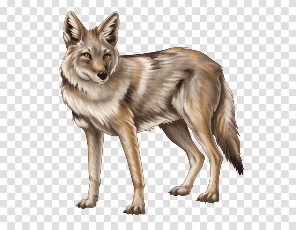 Jackal Hd Pic Image Coyote, Dog, Pet, Canine, Animal Transparent Png