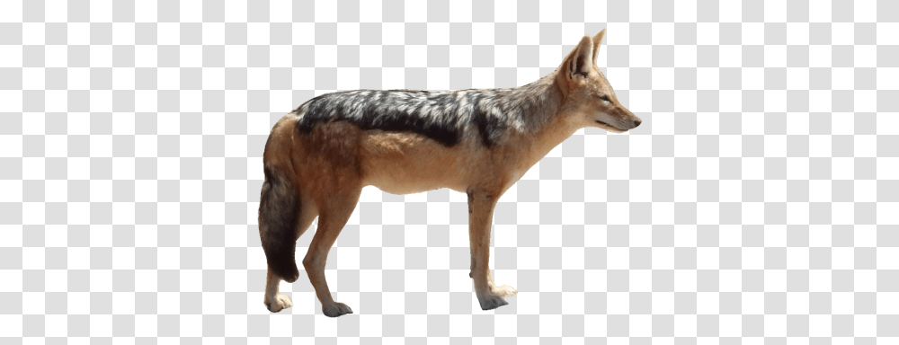 Jackal Hd Pic Image Jackal, Coyote, Mammal, Animal, Canine Transparent Png