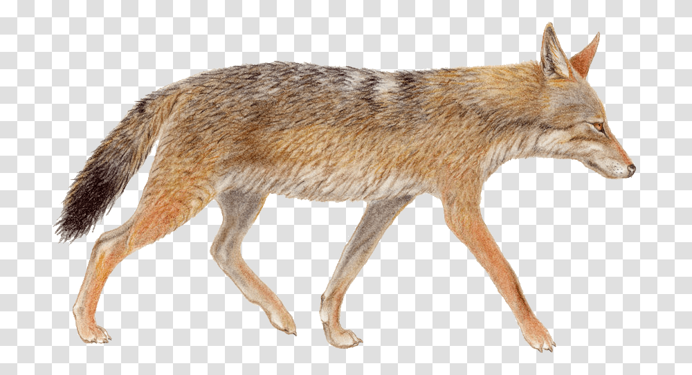 Jackal Jackal, Coyote, Mammal, Animal, Dog Transparent Png