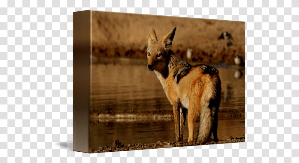 Jackal Jackal, Coyote, Mammal, Animal, Wildlife Transparent Png