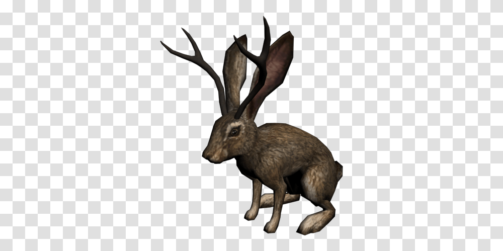 Jackalope, Antelope, Wildlife, Mammal, Animal Transparent Png