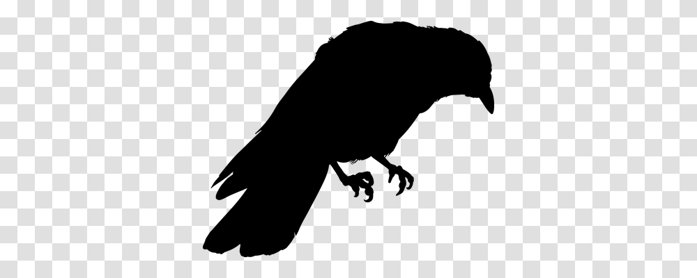 Jackdaw Nature, Gray, World Of Warcraft Transparent Png