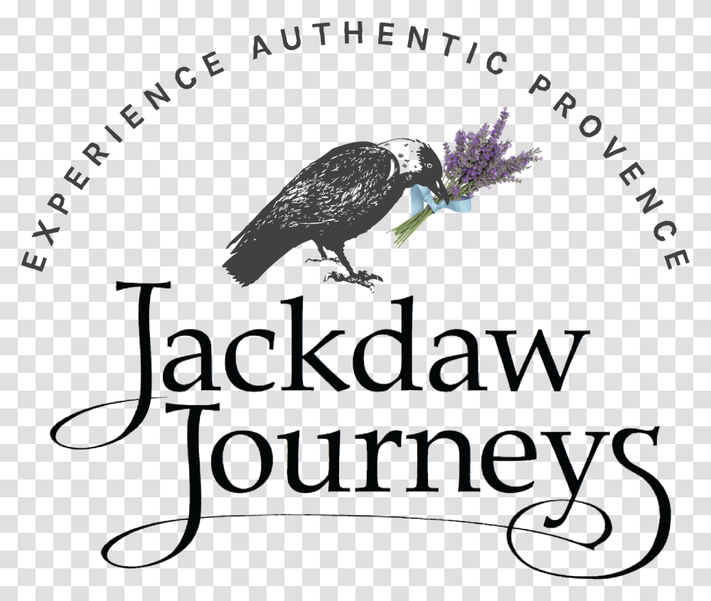 Jackdaw Journeys Crow, Bird, Animal, Plant Transparent Png