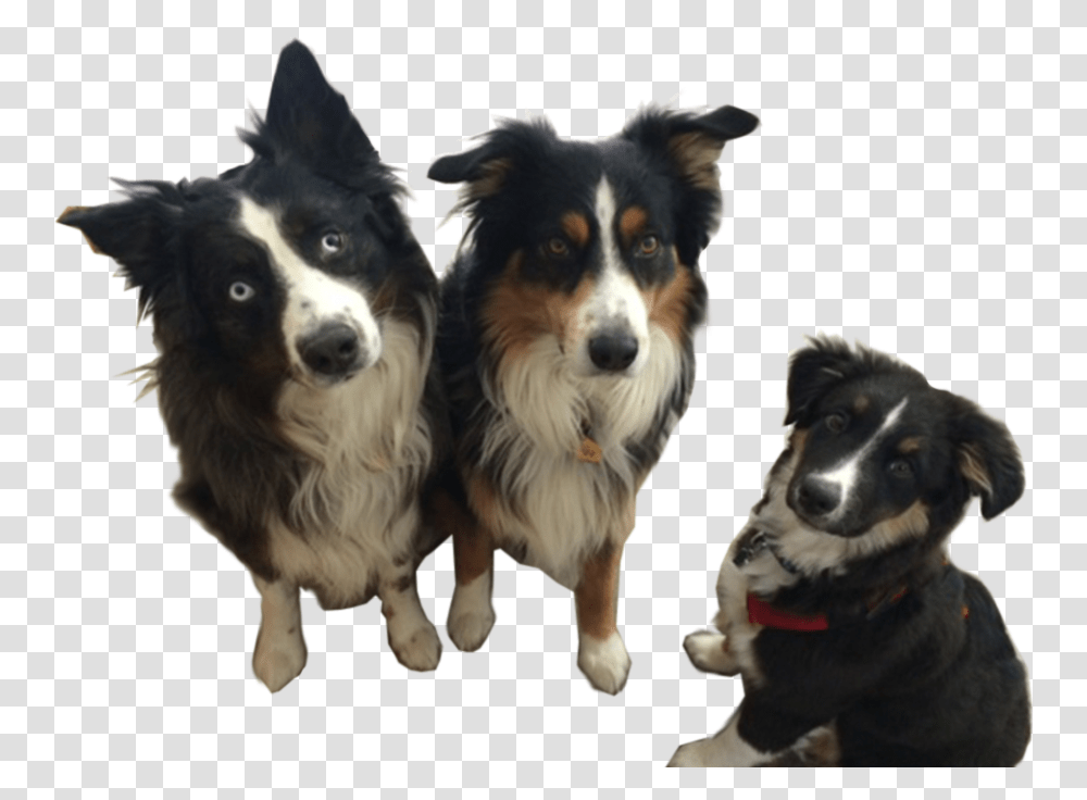 Jackson Storm Australian Collie, Dog, Pet, Canine, Animal Transparent Png