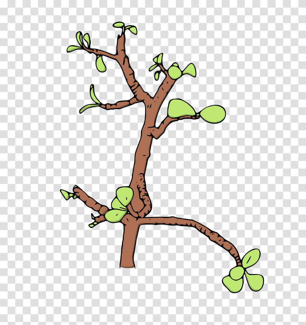 Jade Money Tree Leeya Illustration Clip Art, Plant, Leaf, Tree Trunk, Flower Transparent Png