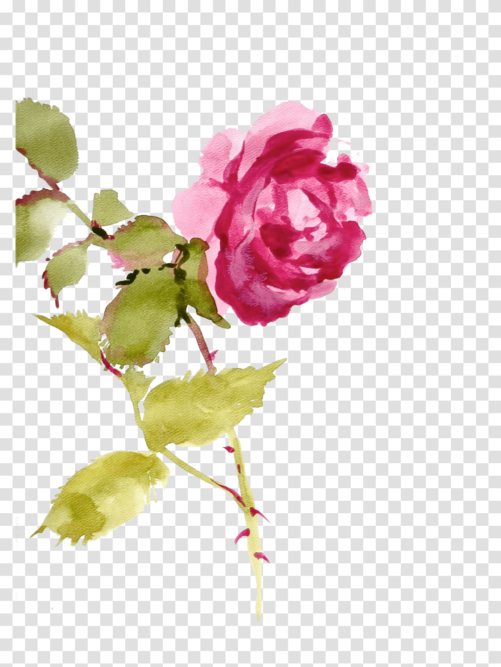Jaehos Tumblr Com Post Texture Pack Watercolor Painting, Rose, Flower, Plant, Blossom Transparent Png