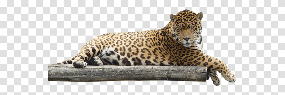 Jaguar Animal Jaguar, Panther, Wildlife, Mammal, Leopard Transparent Png