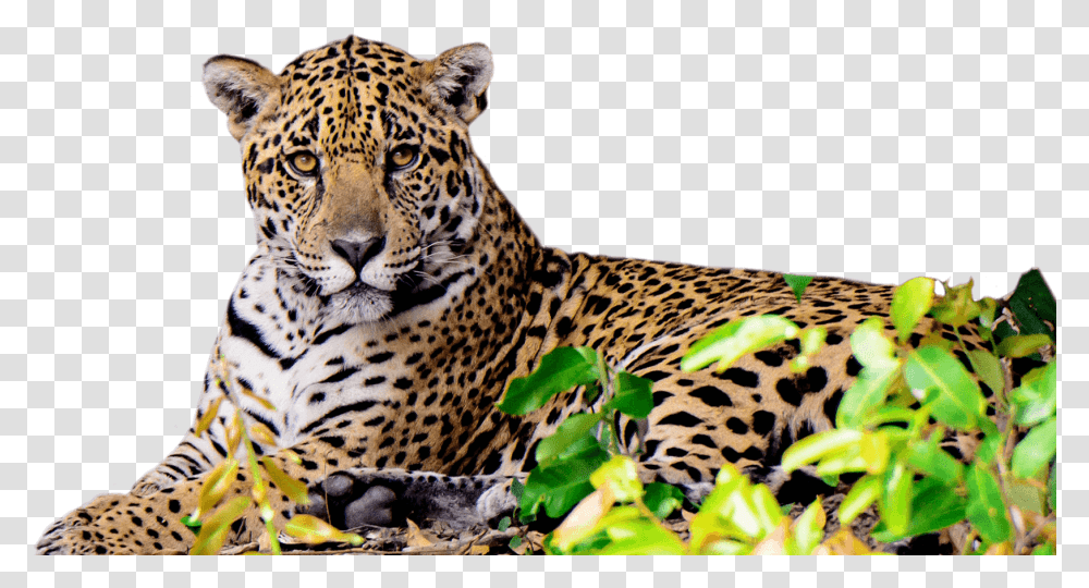 Jaguar Animal, Panther, Wildlife, Mammal, Leopard Transparent Png