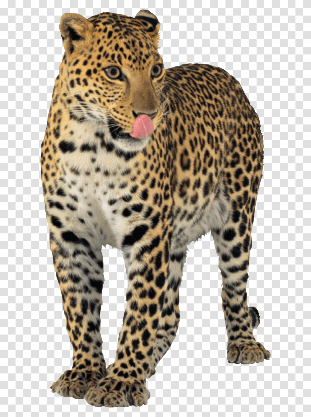 Jaguar, Animals, Panther, Wildlife, Mammal Transparent Png