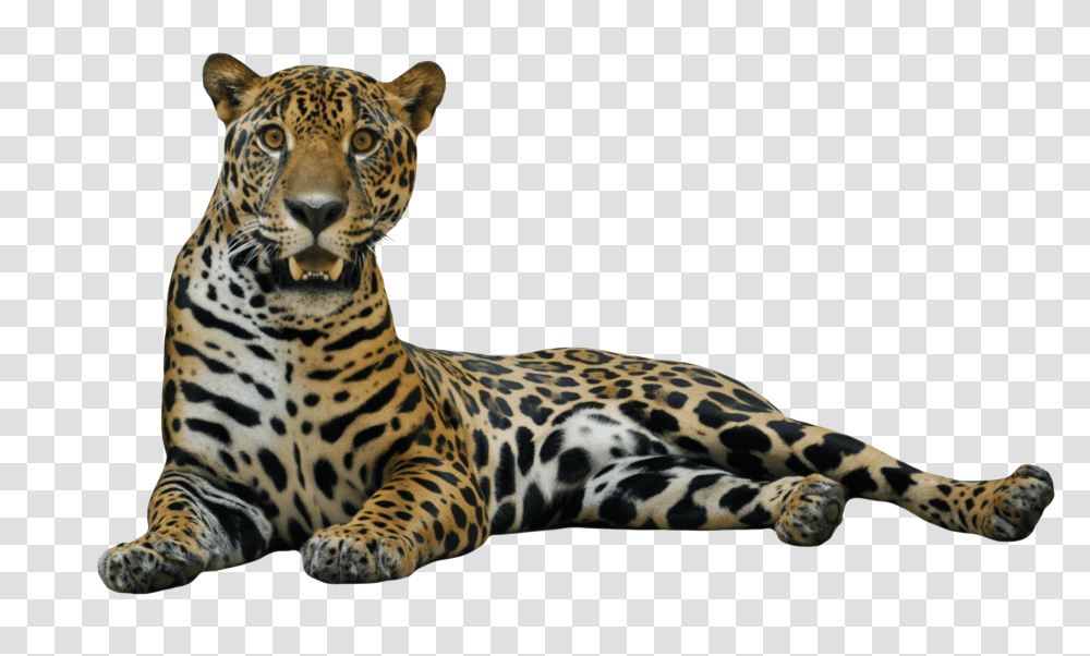 Jaguar, Animals, Panther, Wildlife, Mammal Transparent Png