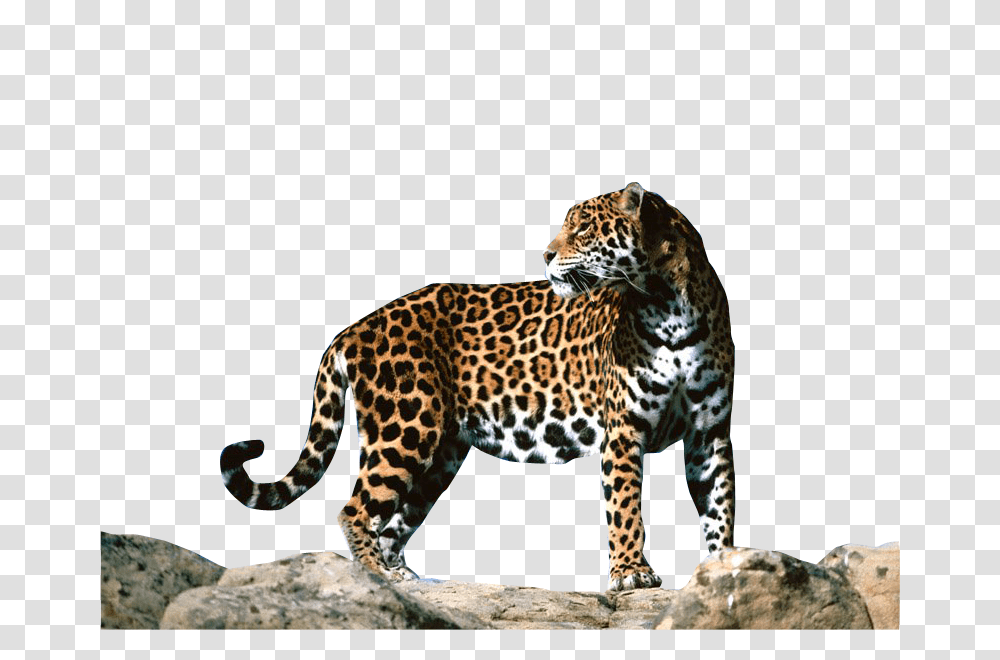 Jaguar, Animals, Panther, Wildlife, Mammal Transparent Png