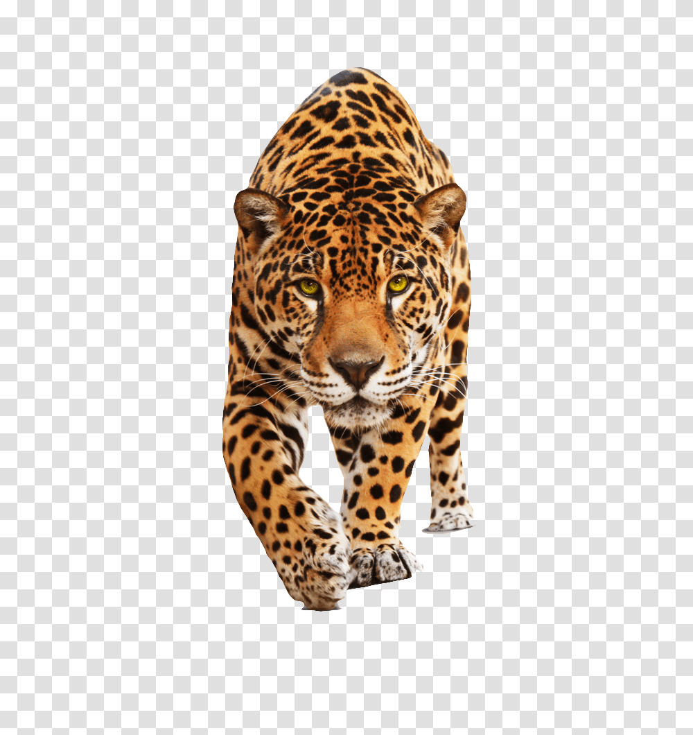 Jaguar, Animals, Panther, Wildlife, Mammal Transparent Png