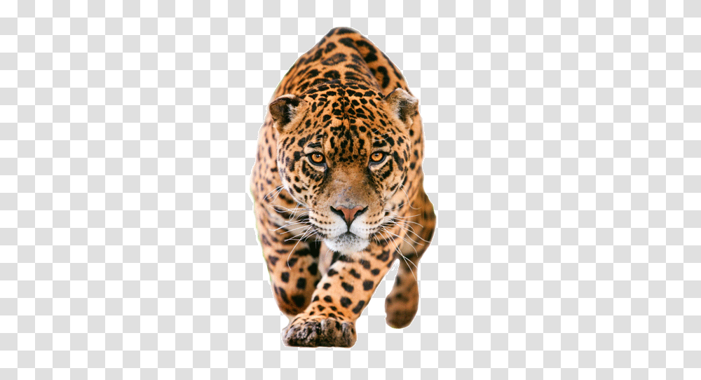 Jaguar, Animals, Panther, Wildlife, Mammal Transparent Png