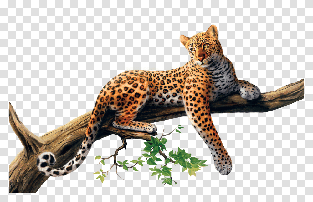 Jaguar, Animals, Panther, Wildlife, Mammal Transparent Png