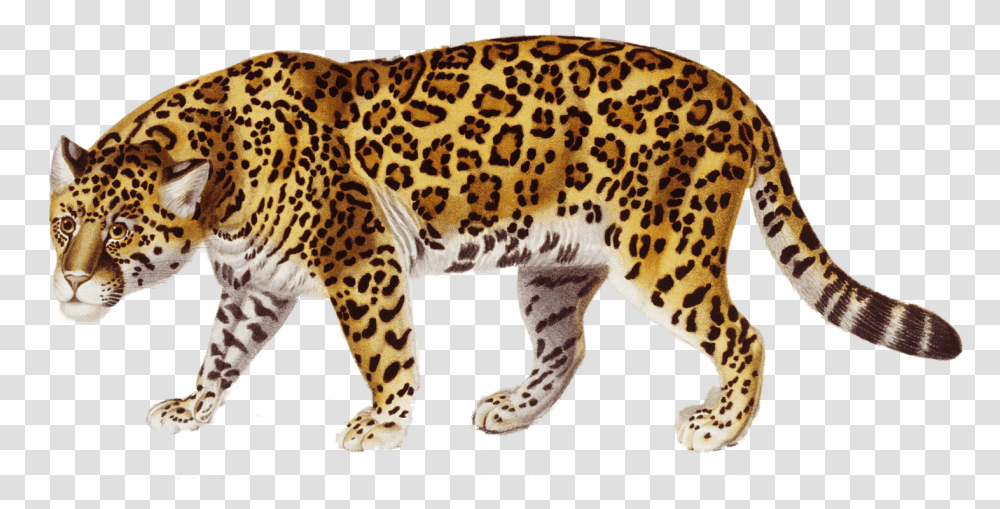 Jaguar, Animals, Panther, Wildlife, Mammal Transparent Png