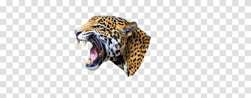 Jaguar, Animals, Panther, Wildlife, Mammal Transparent Png