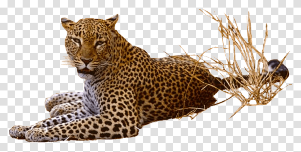 Jaguar, Animals, Panther, Wildlife, Mammal Transparent Png